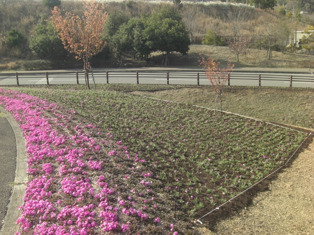 徳島市　植栽